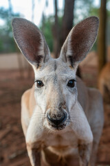 Female Red Kangaroo