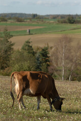 A brown cow peacefully grazes in a lush green field, with a picturesque backdrop of trees and foliage extending into the horizon