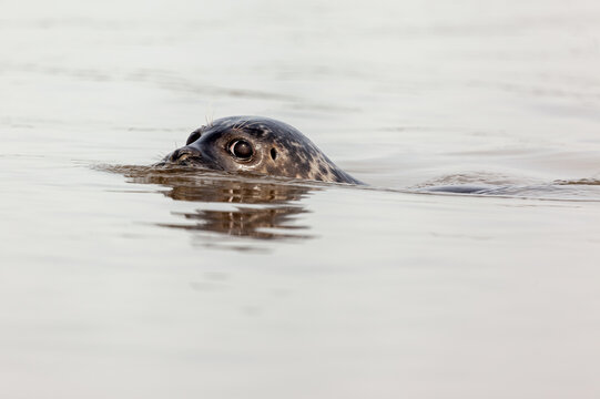 A nosy harbor (gray) seal looking out in water