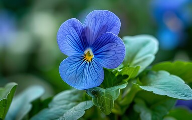 Beautiful blue pansy flower in the garden. Nature background.