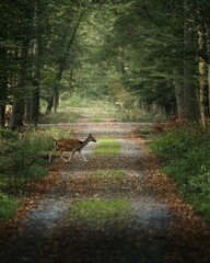 Deer crossing a forest path