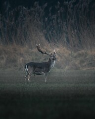 Majestic deer in a misty meadow.