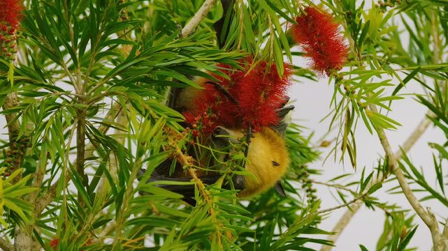 Fruit bat licking nectar from flowers of Bottlebrush tree 