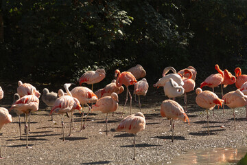 Obraz premium A large flock of graceful flamingos standing elegantly on the ground near a serene body of water, creating a stunning natural display