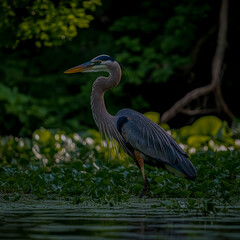 Fototapeta premium Majestic Great Blue Heron in its natural habitat