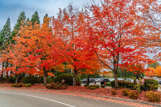 Brillaint Park Leaves 5