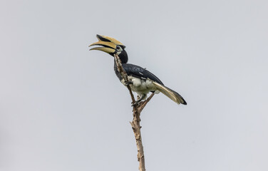 Fototapeta premium Oriental Pied-Hornbill dry branch of tree 