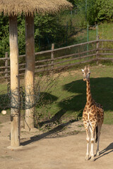 A tall giraffe is standing gracefully in front of a traditional thatched roof structure inside a wellmaintained zoo enclosure