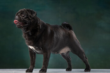 black pug on a uniform background