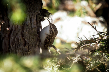 eurasian treecreeper, certhia familiaris, is looking for food at a trunk from a spruce at a autumn day