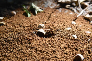 ズームしてマクロで撮影したアリの巣
