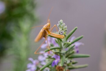 A large brown European Mantis, Mantis religiosa, waiting for its prey on a rosemary plant in Malta.