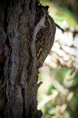 eurasian treecreeper, certhia familiaris, is looking for food at a trunk from a spruce at a autumn day