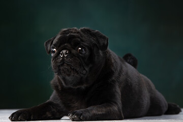 black pug on a uniform background