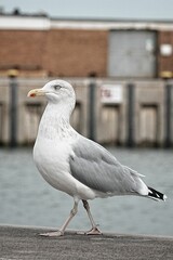 Seagull standing on a pier with a blurred industrial background
