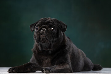 black pug on a uniform background