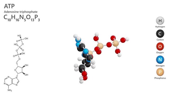 ATP or Adenosine Triphosphate. Crucial nucleotide. Animated 3D model of a molecule. Molecular formula: C10H16N5O13P3. Chemical model: Ball and stick. White background. 3D rendering. Seamless loop.