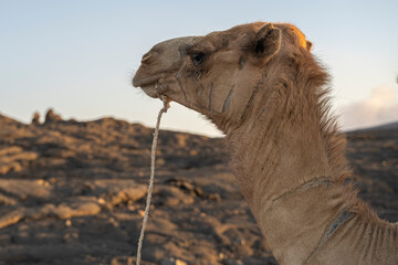 Camel at evening, Erta Ale volcano, Afar Depression, Ethiopia