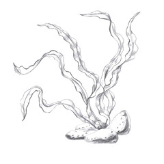 Seaweed bush on rocks, hand drawn pencil sketch. Isolated illustration in realistic style for fish restaurant design, menu, textile
