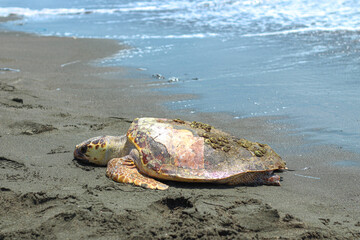 Tired and sick loggerhead turtle (caretta caretta), washed up on the beach.