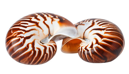 Nautilus shells on white isolated background. transparent background