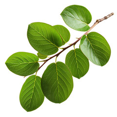 Fototapeta premium Lush green leaves on a branch, white isolated background. transparent background