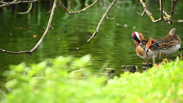 Male The mandarin duck (Aix galericulata) in the pond cleaning feathers. Beautiful birds in nature