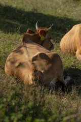 In a serene natural landscape, two content cows are peacefully laying in the lush green grass within a picturesque field