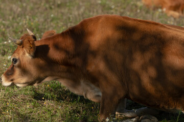 A brown cow can be seen calmly grazing in a vast, grassy field that stretches out under the clear blue sky