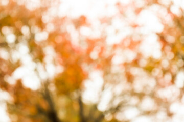 Fall season Collection 2024