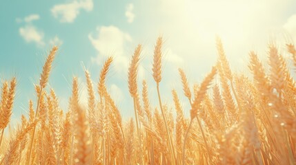 Golden wheat field under a bright sky, capturing the essence of summer harvest and natural beauty.