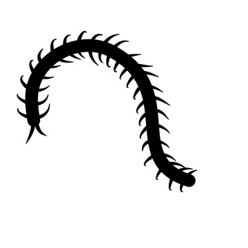 black centipede crawling on white background clip art preview