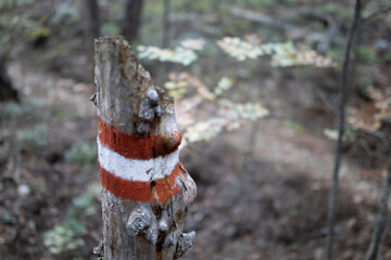 Hiking markings on the trails for people to orientate painted on tree bark in forest.