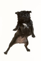 Fototapeta premium black pug flying on white background
