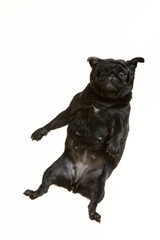 black pug flying on white background