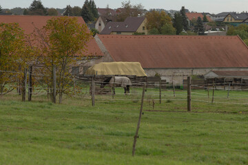 A majestic horse is peacefully grazing in a picturesque field, with a rustic fence encircling it and a charming barn visible in the background