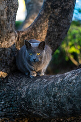 cat on the tree
