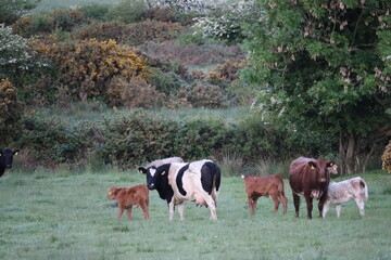 Cows and bull in Ireland