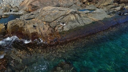 Seal on the rocky beach in Newfoundland