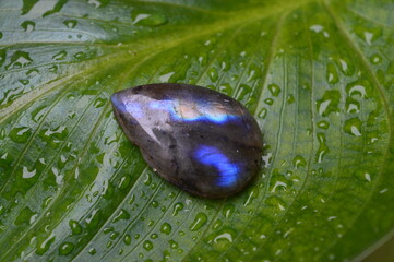 Labradorite gem on green background 