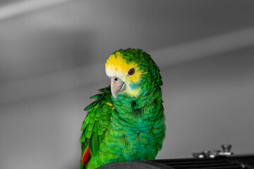 Vibrant Plumage of a Yellow-naped Amazon Parrot