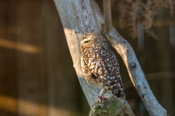 Wild Little Owl Observing its Surroundings