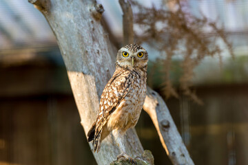 A burrowing owl, Athene cunicularia, perched on a branch, stares intently with its bright yellow eyes.