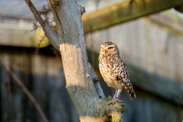 A Little Owl (Athene noctua) perches on a tree branch, its speckled brown plumage bathed in soft, warm light.