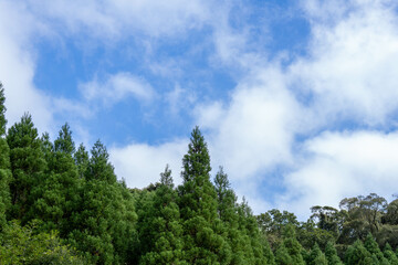 新緑と空の交わり