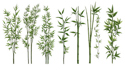 Fototapeta premium Bamboo Plant Collection.