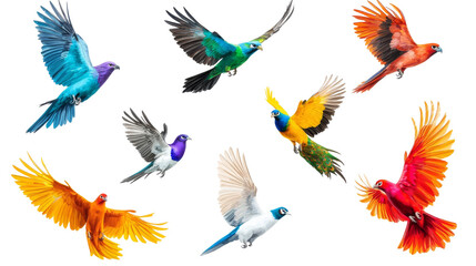 Obraz premium Colorful Birds in Flight 