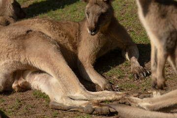 A small group of kangaroos is comfortably laying down in the soft, green grass under the warm sun, enjoying their peaceful surroundings
