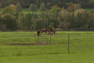 In a serene grassy field, two horses are gently grazing, while trees rise beautifully in the...
