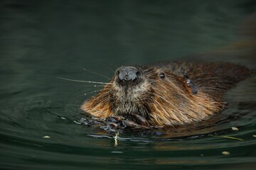 Close-up of a beaver swimming in calm water © Wirestock